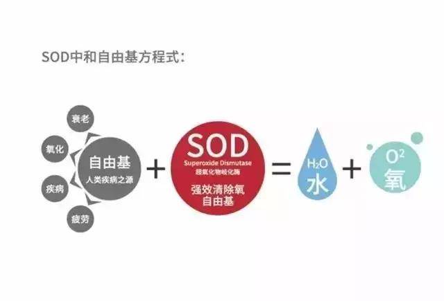 普洱茶含有sod吗为什么