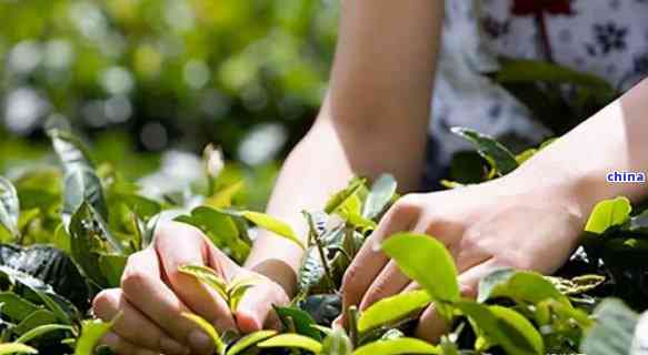 普洱茶和绿茶的工艺差异：从采摘到冲泡的过程解读