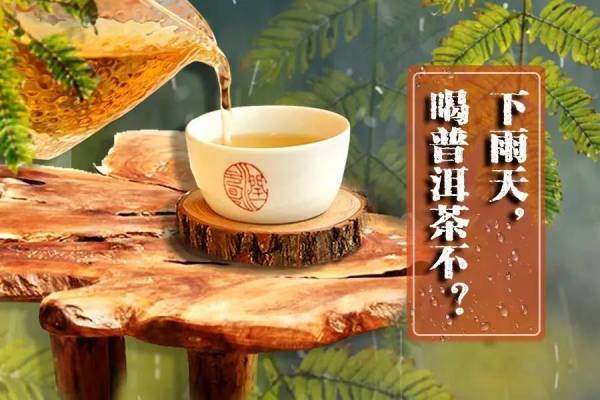 下雨天泡普洱茶不香？可能是这些原因导致的！