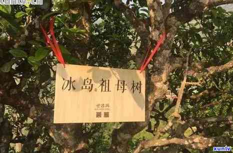 冰岛老树普洱茶产地及价格：探究其源自哪里的茶叶