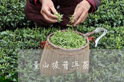 望山坡普洱茶价格查询最新