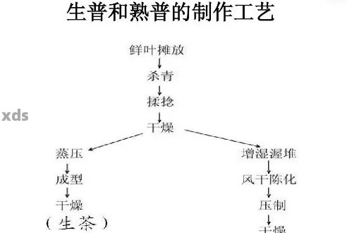 深入探讨普洱茶发酵的科学原理与实践技巧：从原料选择到工艺流程