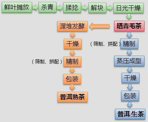 深入探讨普洱茶发酵的科学原理与实践技巧：从原料选择到工艺流程