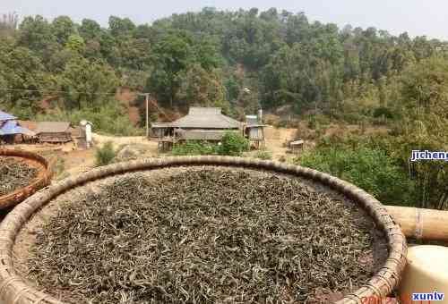 勐海茶厂熟茶的历沿革：从哪一年开始的制作工艺与品质变革