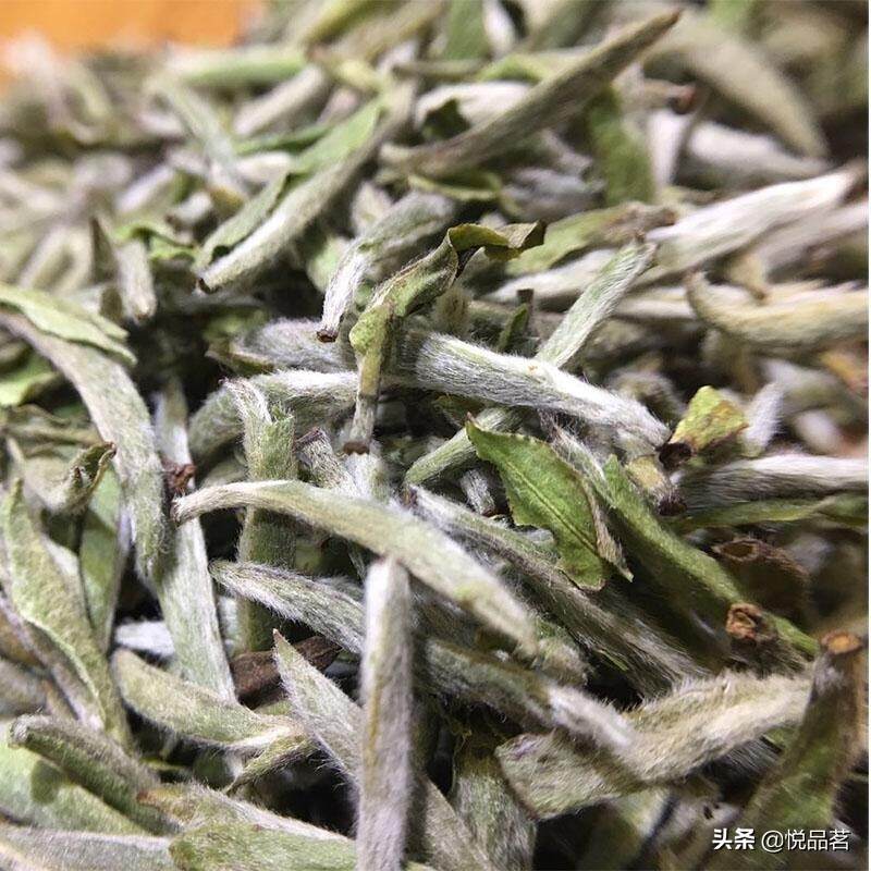 新 白茶银针：一种独特的普洱茶替代品？如何正确冲泡与品鉴？