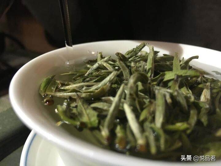 新 白茶银针：一种独特的普洱茶替代品？如何正确冲泡与品鉴？