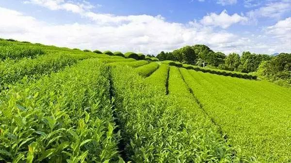 普洱茶主要产区及山头分布