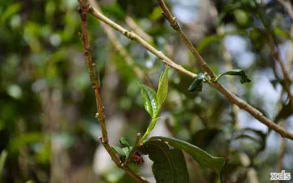 藤条茶和普洱茶：相似之处与差异探讨