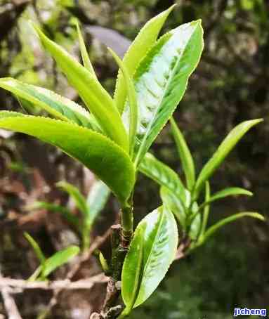 藤条茶和普洱茶：相似之处与差异探讨