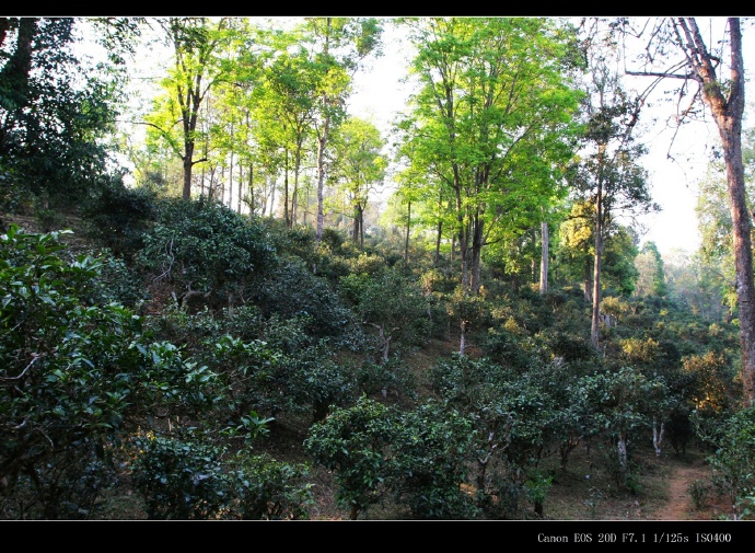 景迈山普洱茶2006价格表，历与现状一览：从2006年到2020年的价格变化