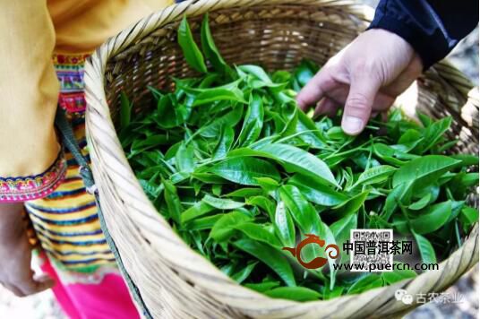 普洱茶茶王树在哪里-普洱茶茶王树在哪里生长