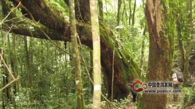 普洱茶茶王树在哪里-普洱茶茶王树在哪里生长