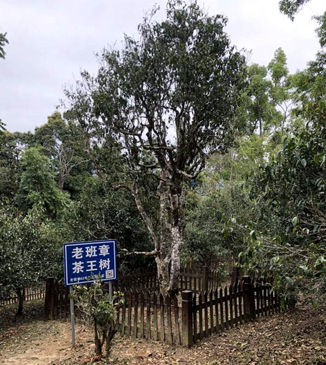 普洱茶茶王树在哪里-普洱茶茶王树在哪里生长