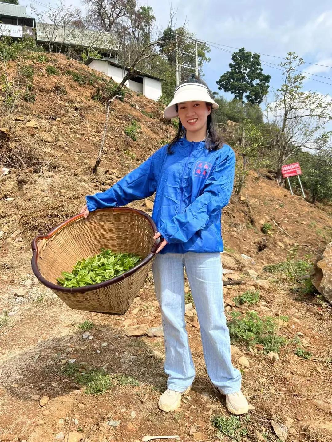 揭秘普洱古树茶：一棵树茶叶产量及品质的影响因素分析