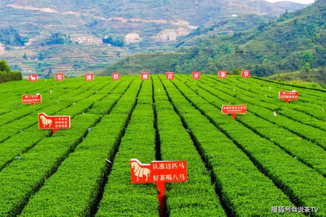 德丰茶业：从茶叶种植到品质保证，全方位解答您的茶叶需求