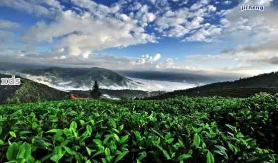 云南临沧：揭秘普洱茶的原产地及其独特魅力