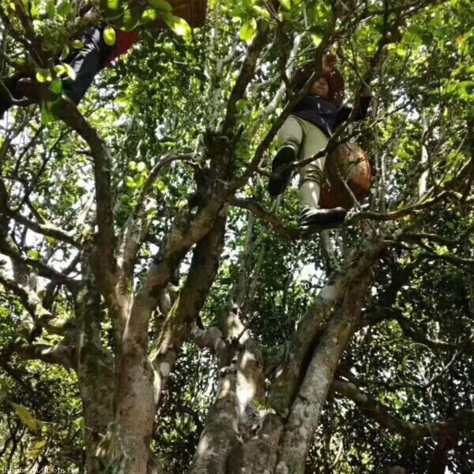 云南临沧：揭秘普洱茶的原产地及其独特魅力