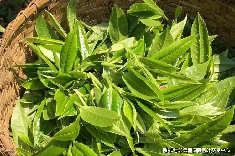 普洱茶春茶：探索其独特的韵味与色彩世界