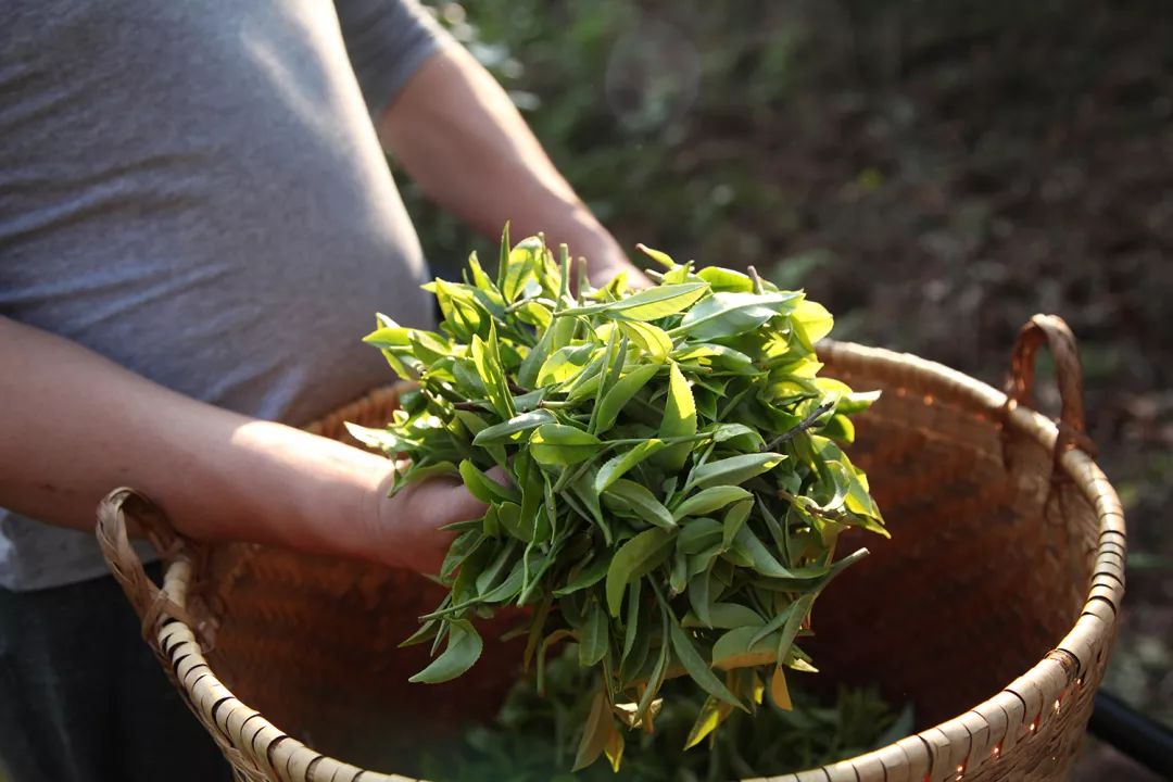 如何解决易武普洱茶香气不浓的问题？