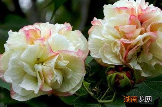 紫罗兰与芙蓉区别：花型、色彩及生长环境简析