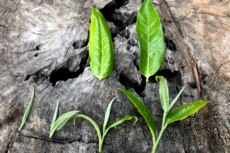 下雨天泡普洱茶：味道改变的原因及如何让茶叶更香？