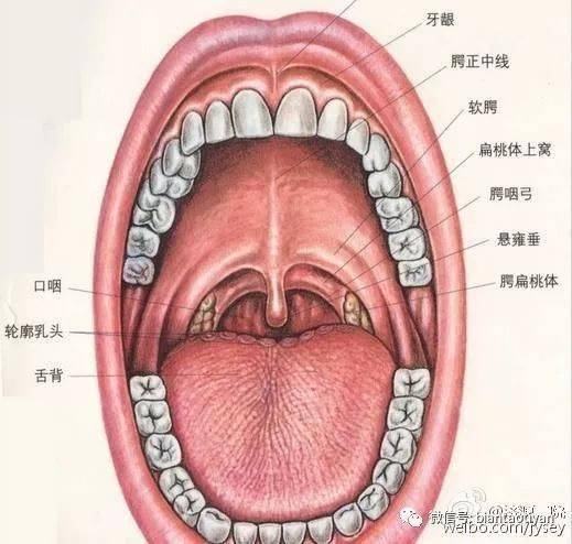 喝普洱茶肚子肿了怎么回事：探讨普洱茶引发的肚子肿胀原因及解决方法