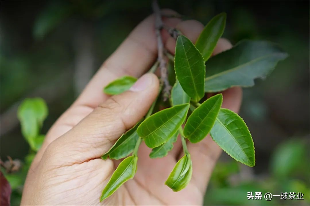 六山普洱茶官方旗舰店地址查询及相关问题解答，一站式了解购物指南