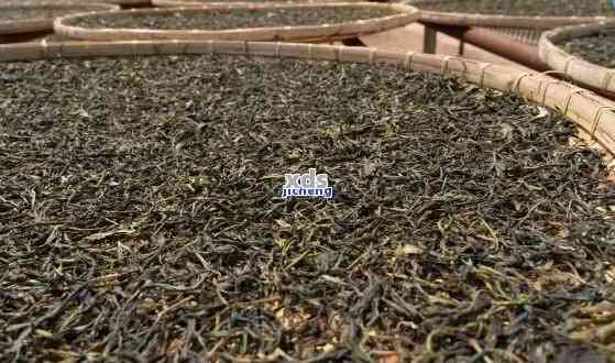 普洱茶108道工序：工艺详解与品质保证