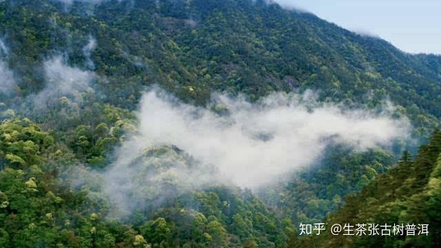 普洱茶糯香产自哪个山头的茶叶？