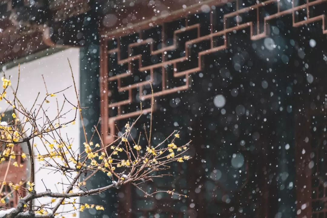 佘太翠踏雪寻梅之旅：探索自然之美与坚韧精神的融合