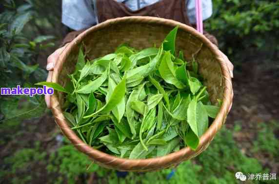 探索花果香的普洱茶：哪一款能让你回味无穷？