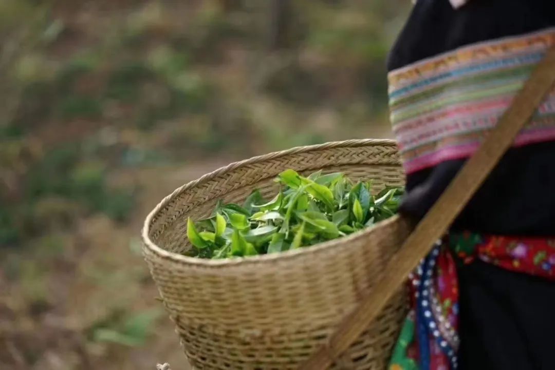 悦己源头普洱茶批发价多少