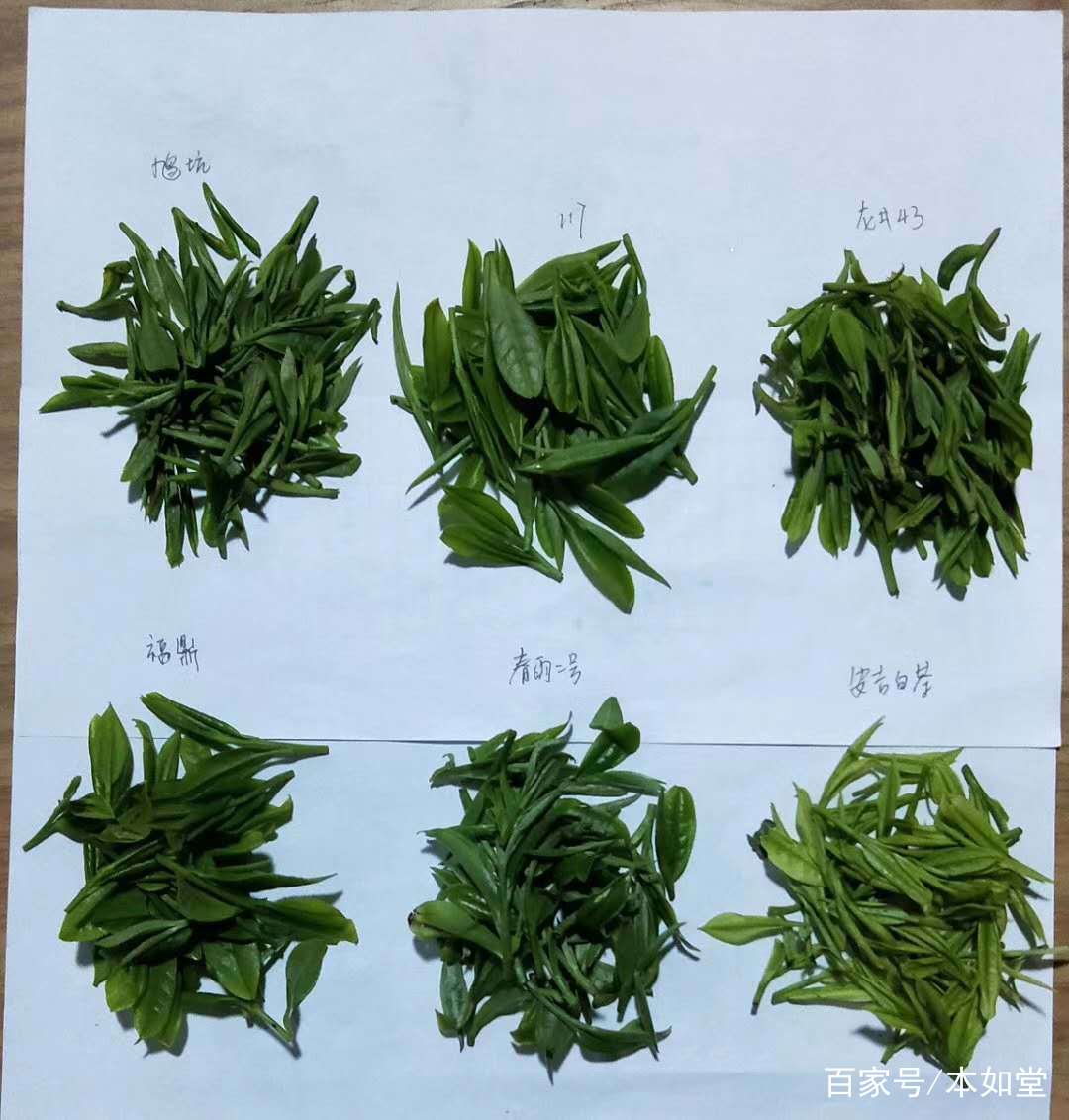 新探究碧落春茶类归属及其与绿茶的优劣比较