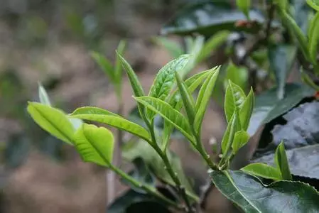 普洱茶压饼后香气恢复时间及影响因素全面解析-普洱茶压饼后多久恢复香气