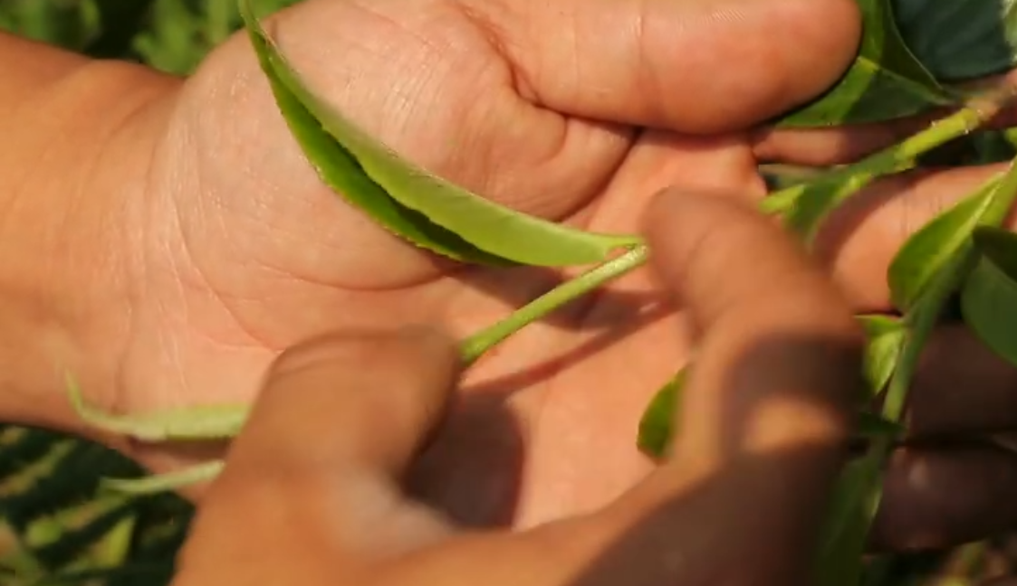 普洱茶工艺程序详解：从原料到成品的完整过程，了解普洱茶的独特魅力。