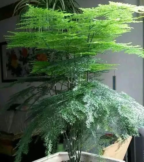 文竹能浇茶叶水吗吊兰也能吗：探究室内植物的饮水方式