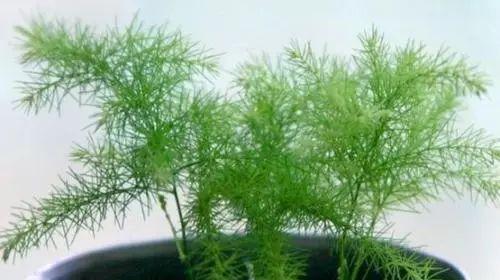 文竹能浇茶叶水吗吊兰也能吗：探究室内植物的饮水方式