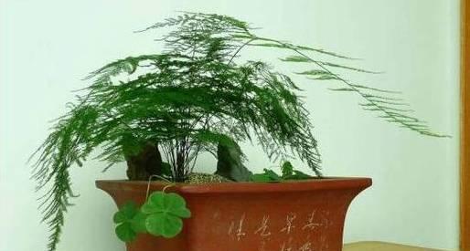 文竹能浇茶叶水吗吊兰也能吗：探究室内植物的饮水方式