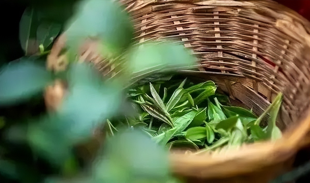 普洱茶：一杯解暑消食还是疾病良药？生病时是否适宜饮用？