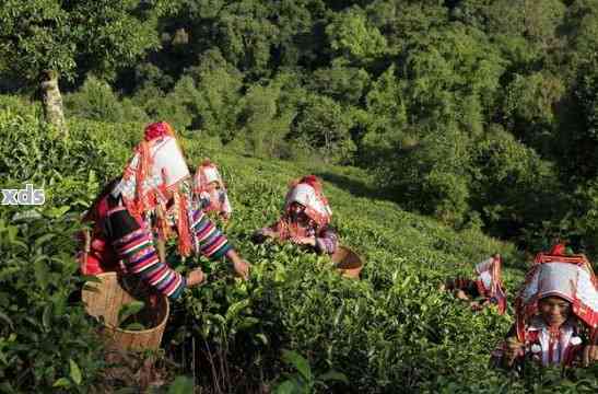 西双版纳当地购买普洱茶地点指南：避开这些误区，找到购物体验