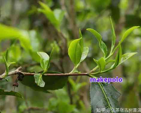 普洱茶枝干两种颜色的区别