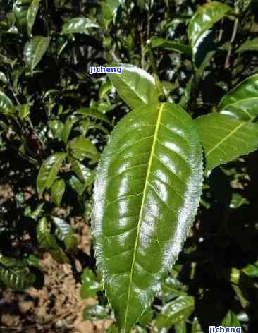 普洱茶枝干两种颜色的区别