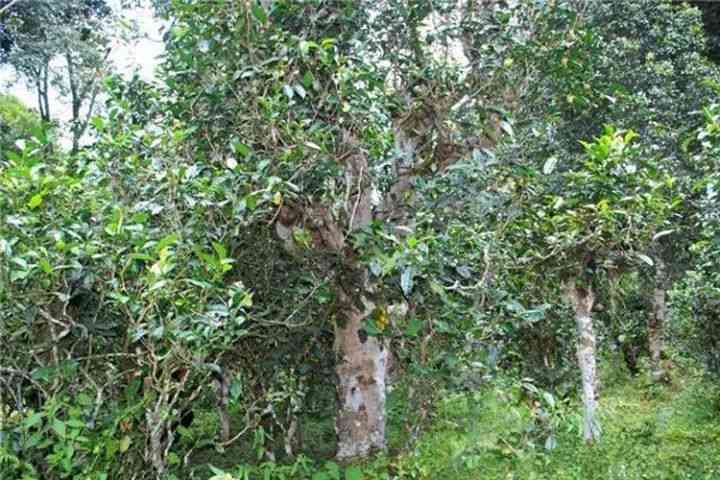 野生古茶树红茶：真正的普洱茶还是被误导的？