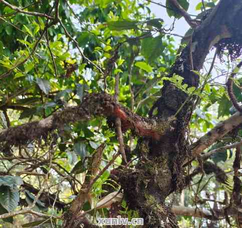 野生古茶树红茶：真正的普洱茶还是被误导的？