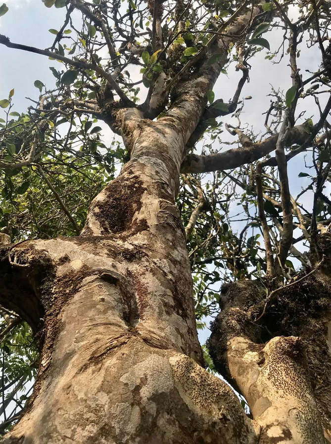 普洱薄荷糖：一种独特的中国风味，与冰岛的味觉体验有何区别？