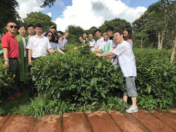 灵芝与熟普洱茶的搭配：女性适宜饮用吗？