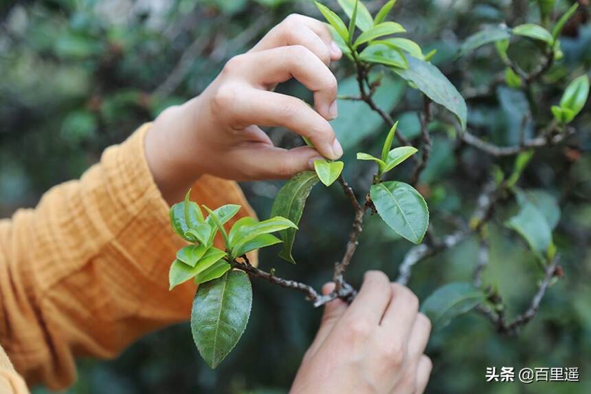 小叶种普洱茶品种、山头、功效及特点：探讨小叶种普洱茶的全貌