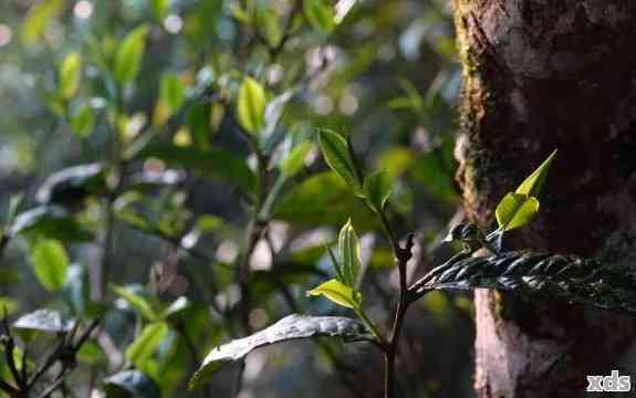 小叶种普洱茶品种、山头、功效及特点：探讨小叶种普洱茶的全貌