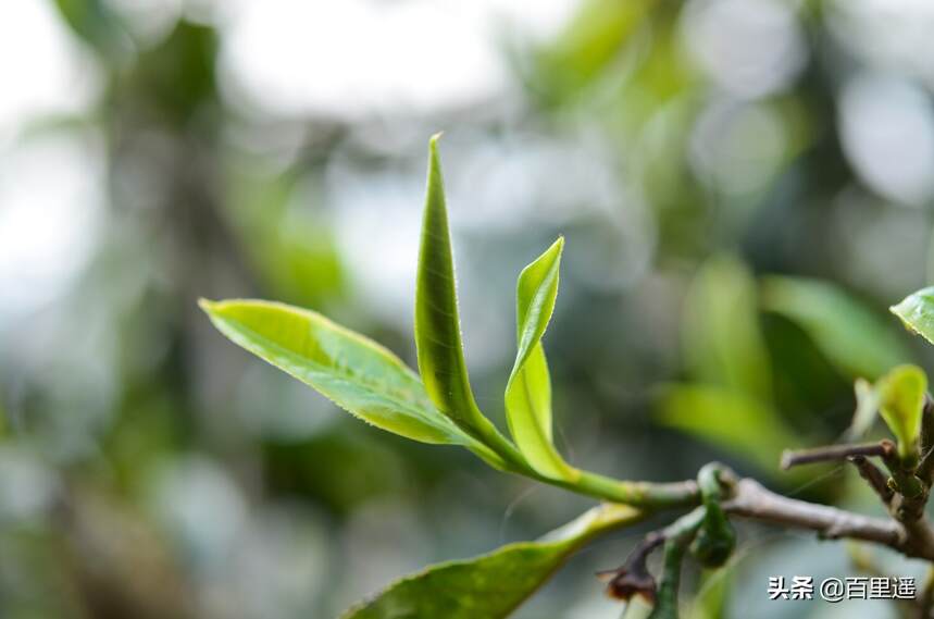 小叶种普洱茶品种、山头、功效及特点：探讨小叶种普洱茶的全貌