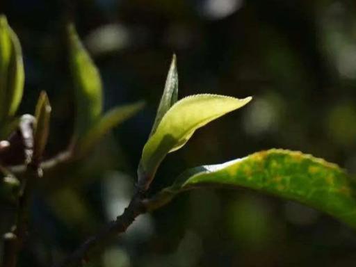 中小叶种风味普洱茶怎么样